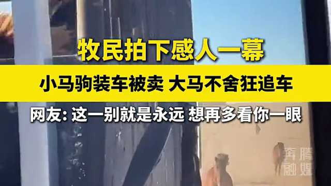 小马驹装车被卖 大马不舍狂追车