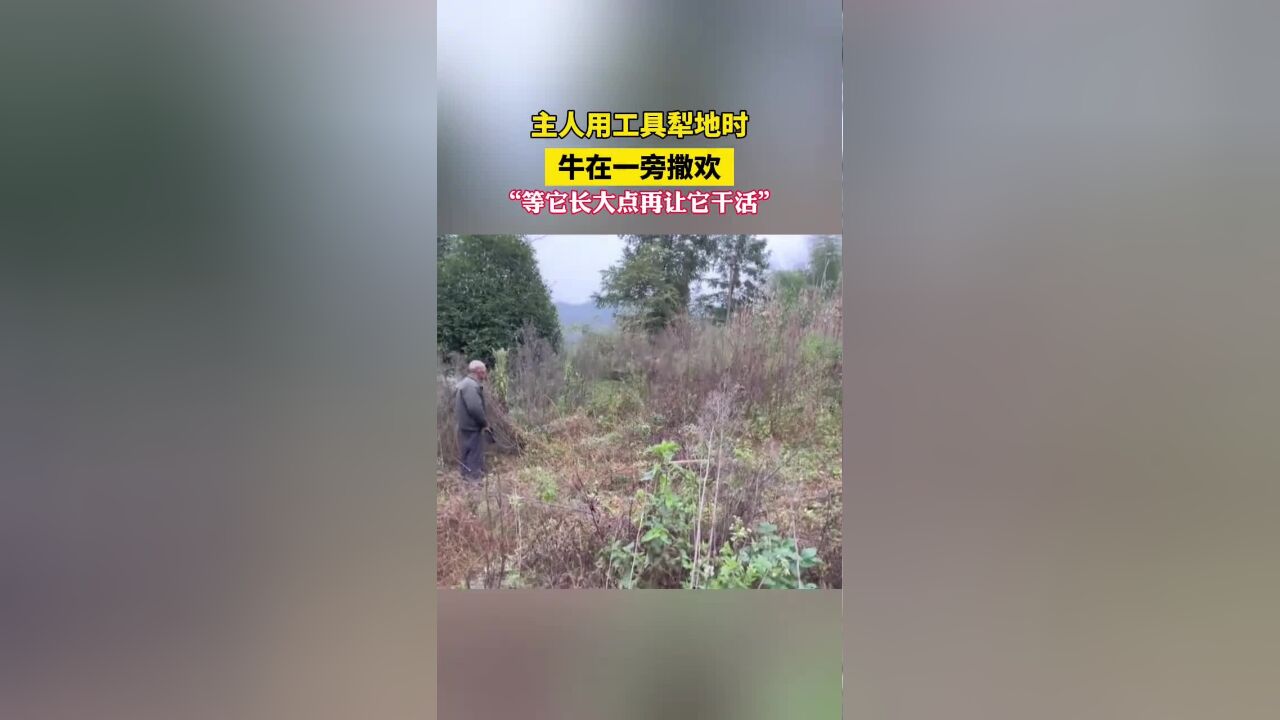 主人用工具犁地时,牛在一旁撒欢“等它长大点再让它干活”