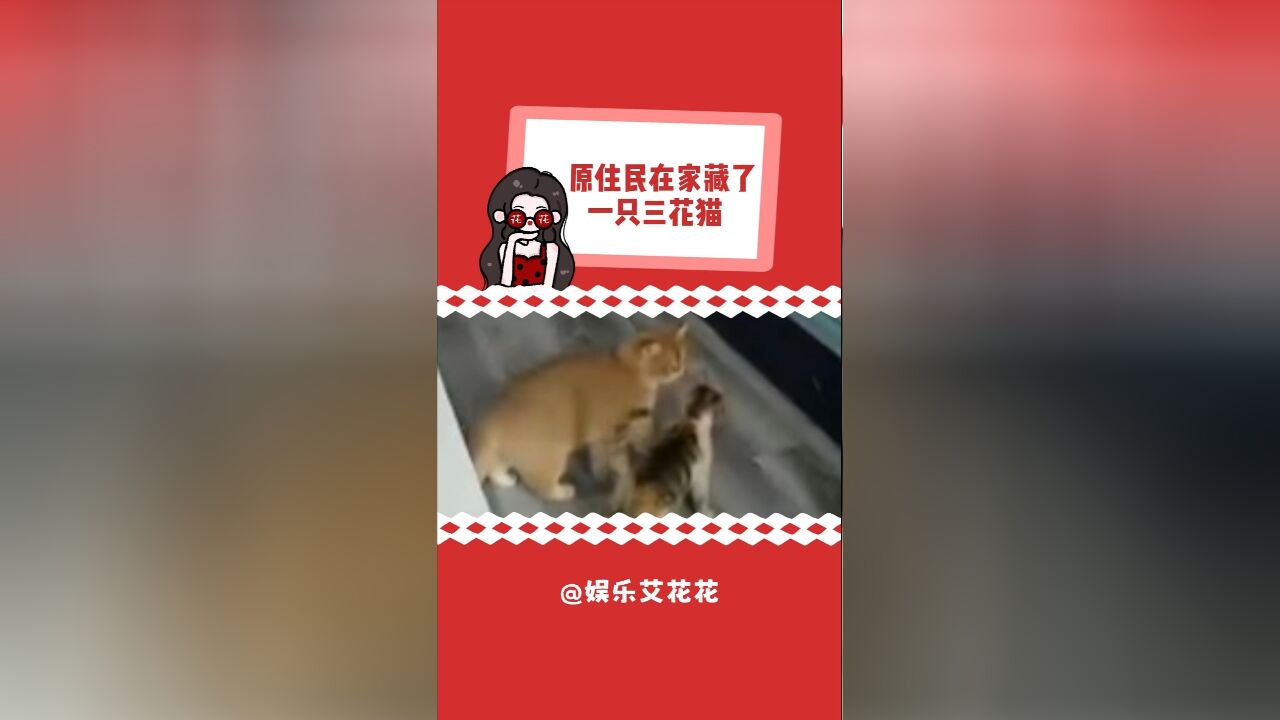 果然没有猫猫能拒绝三花猫的美貌