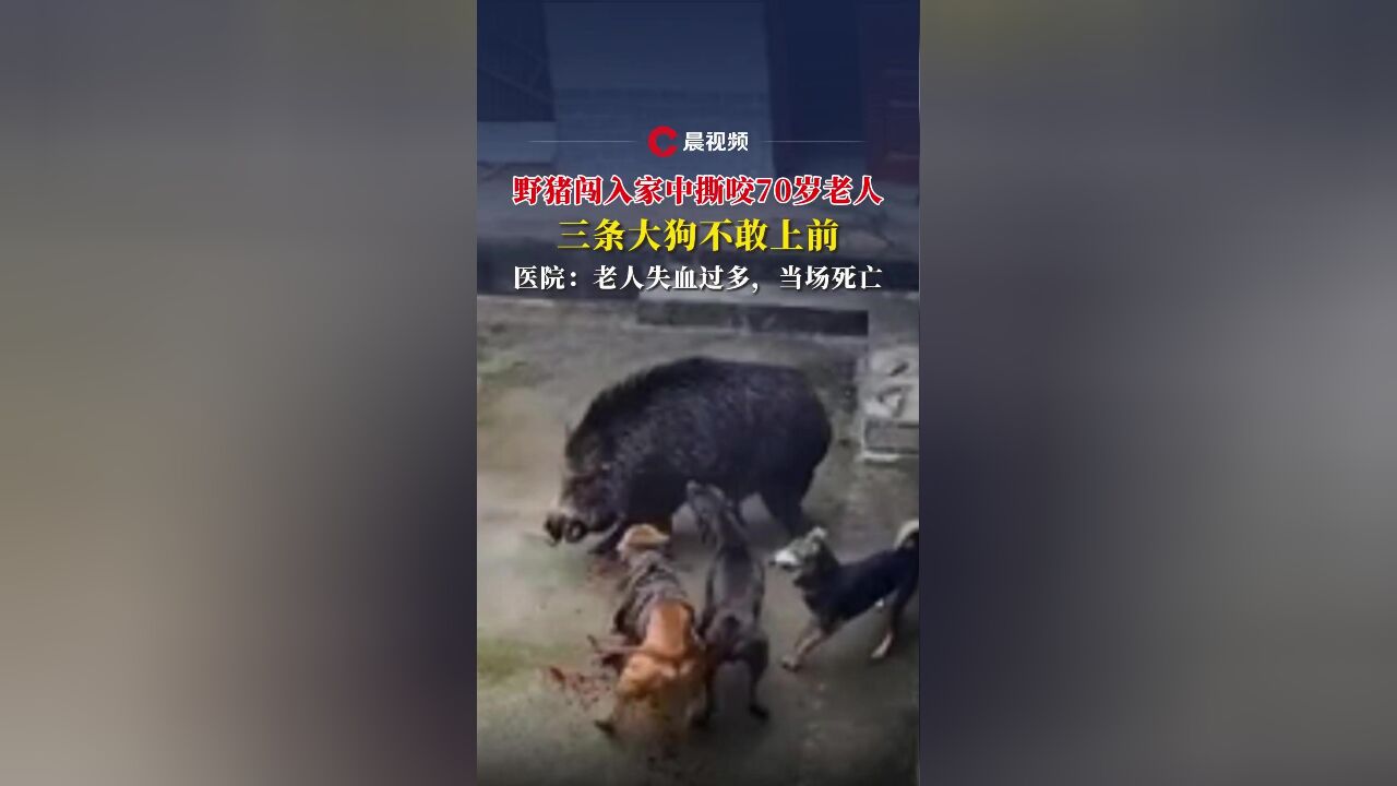 陕西一头野猪闯入家中撕咬老人,三条大狗不敢上前,医院:老人失血过多,当场死亡