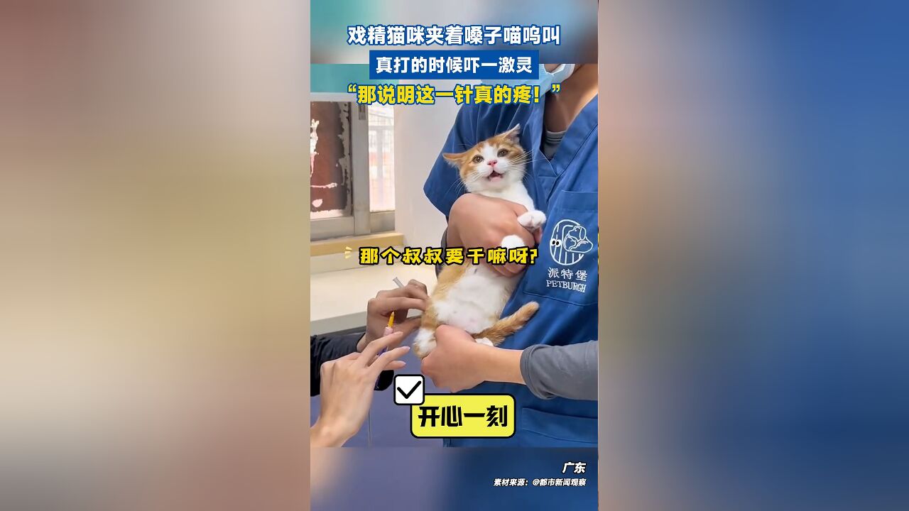 戏精猫咪夹着嗓子喵呜叫,真打的时候吓一激灵,“这一针真的疼”