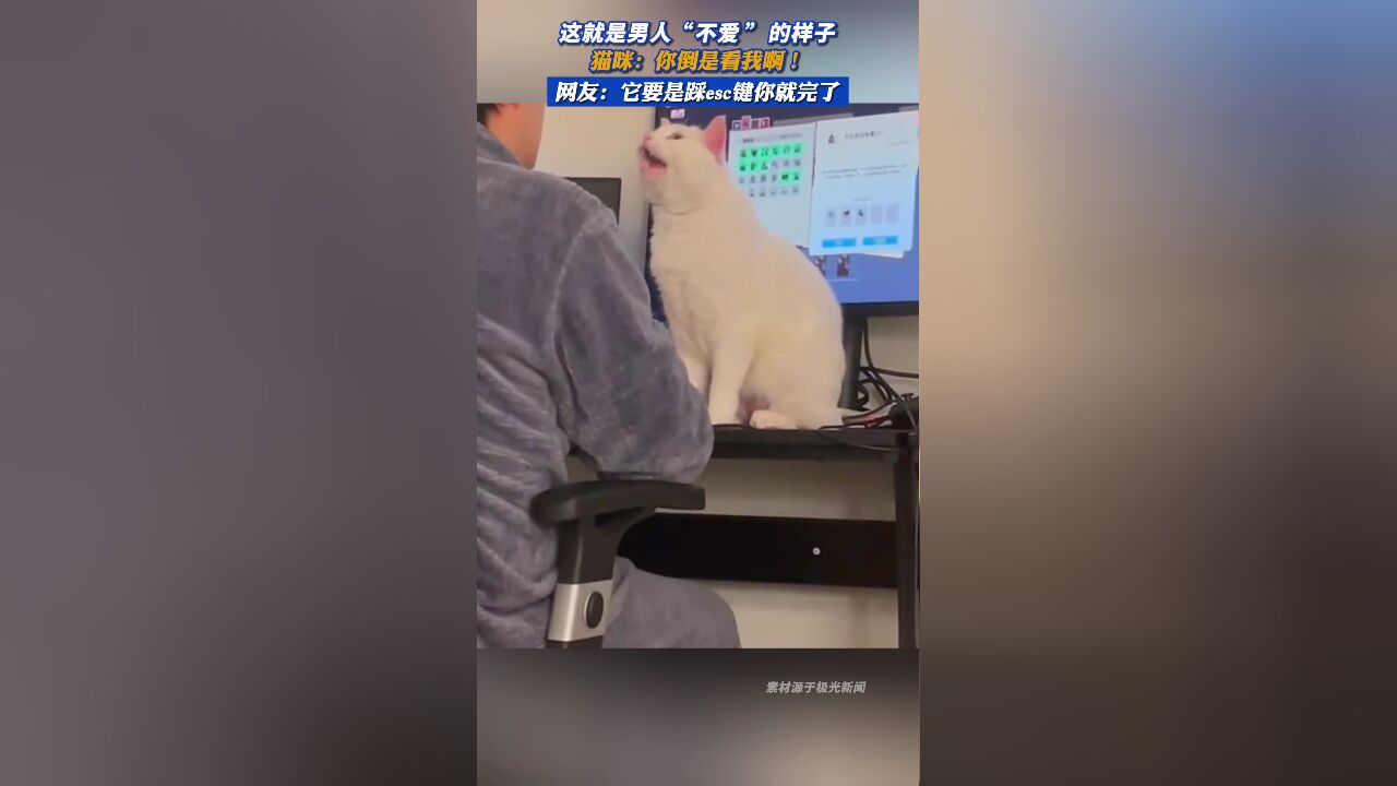 这就是男人“不爱”的样子,猫咪:你倒是看我啊!