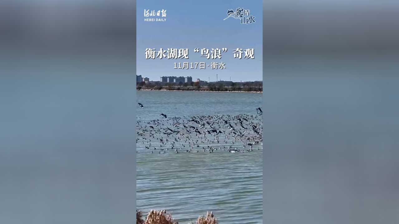 成千上万的候鸟振翅高飞,形成一道道令人震撼的“鸟浪”奇观