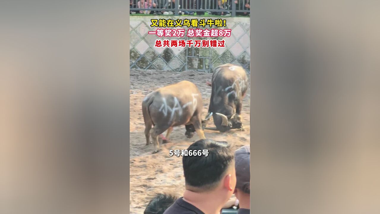 又能在义乌看斗牛啦!