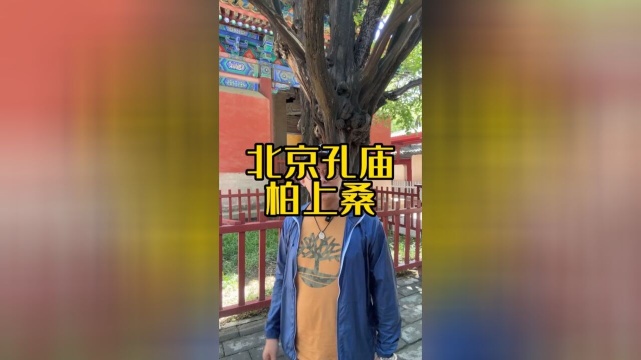 北京孔庙的柏上桑是什么意思?