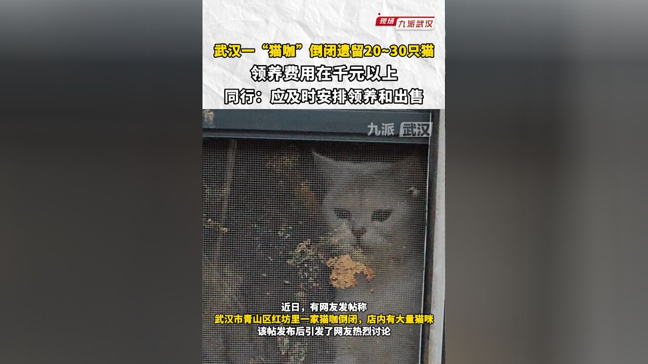 武汉一猫咖倒闭,遗留2030只猫,领养费用再千元以上,同行:应及时安排领养和出售