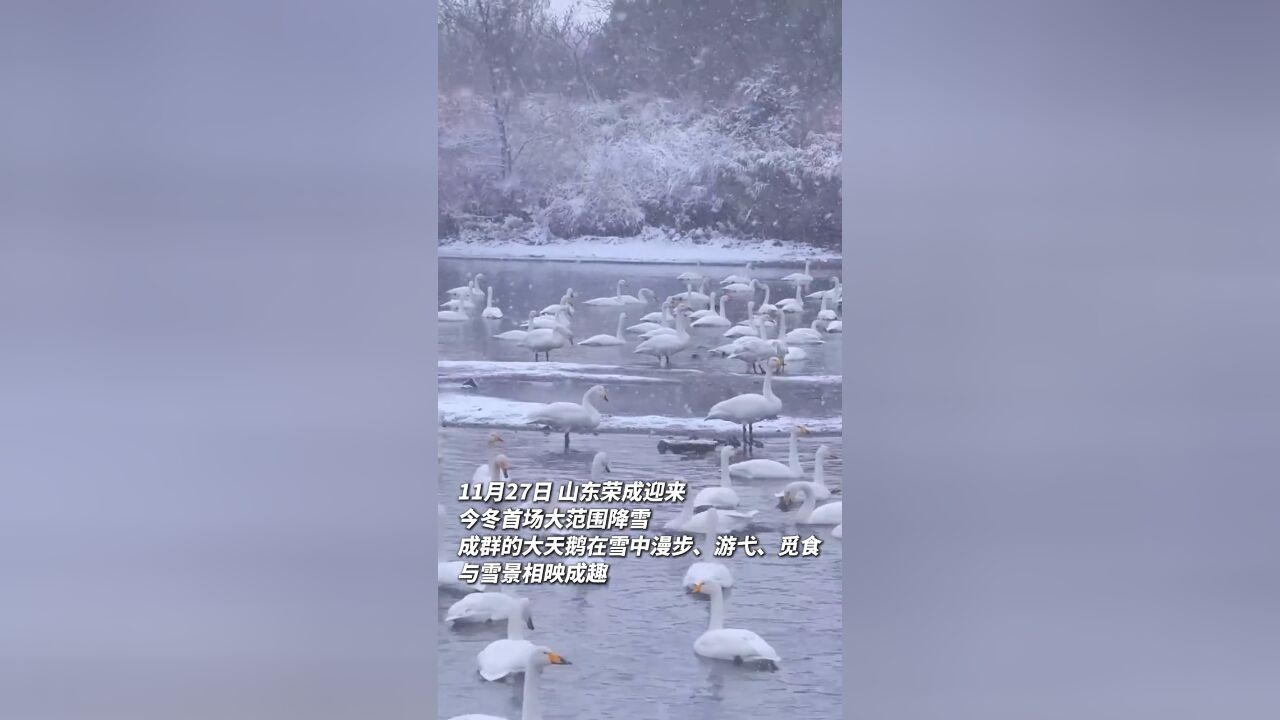 山东荣成迎来今冬首场降雪 宛如冰雪童话世界