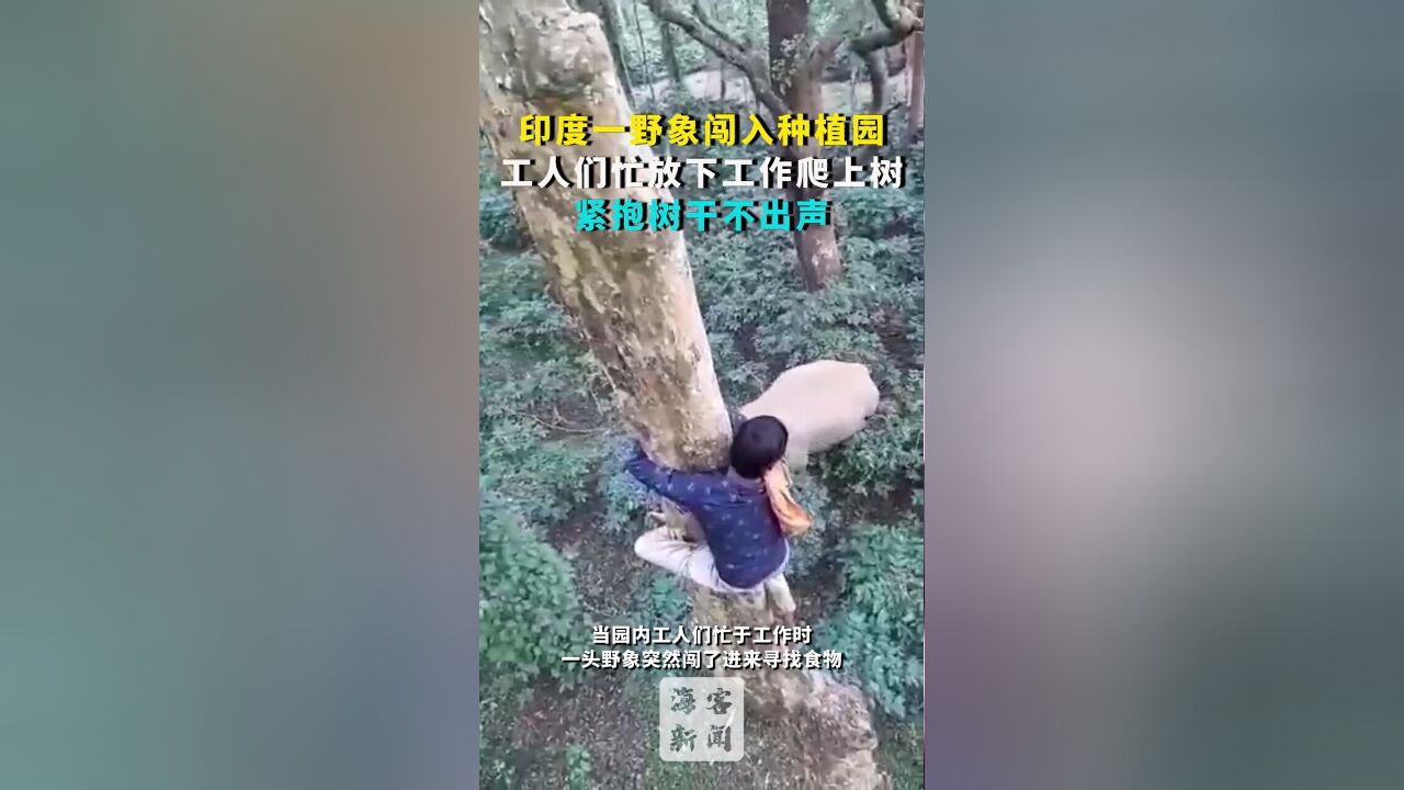 印度一野象闯入种植园:工人们忙放下工作爬上树,紧抱树干不出声