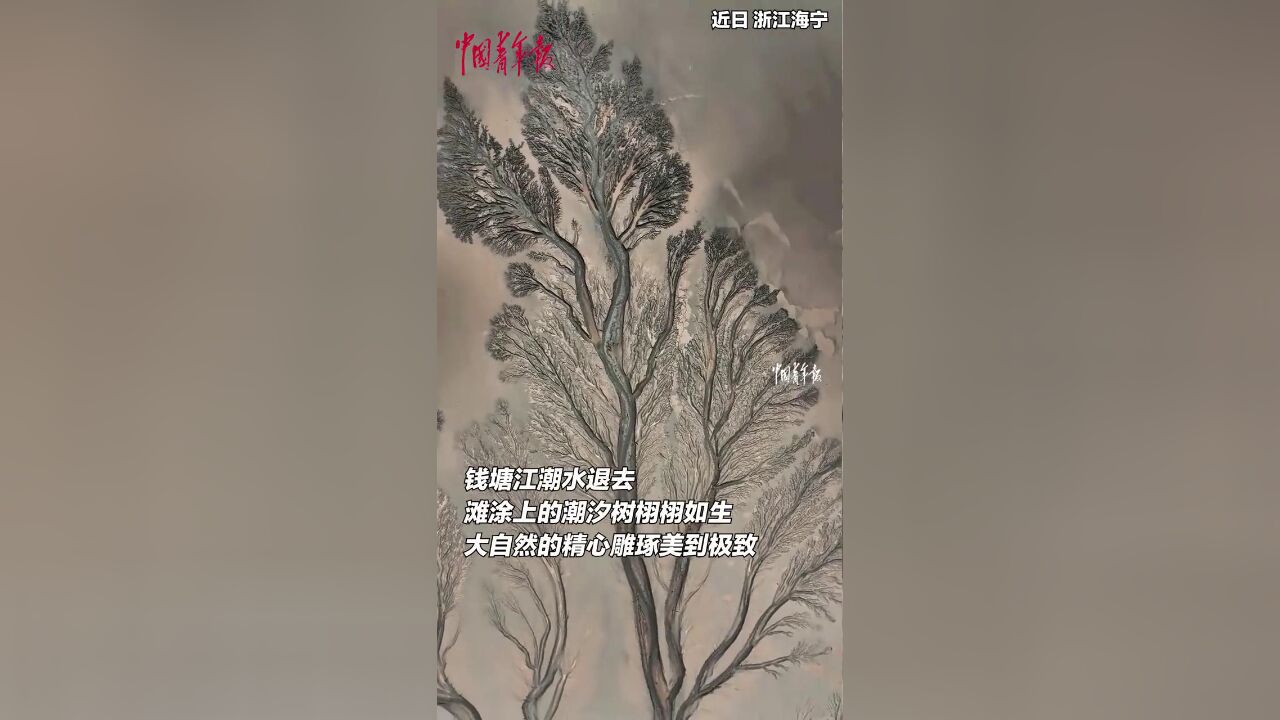 钱塘江潮水退去,滩涂上的潮汐树栩栩如生,大自然的精心雕琢!