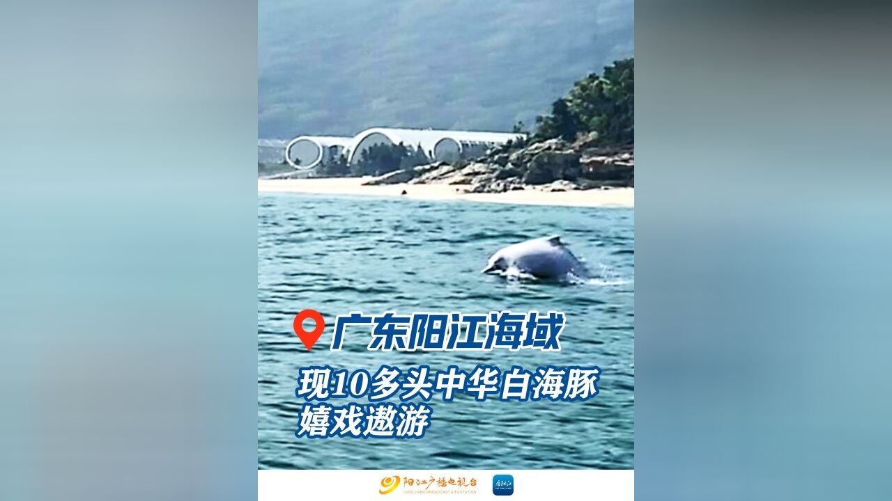 广东阳江海域现10多头中华白海豚嬉戏遨游