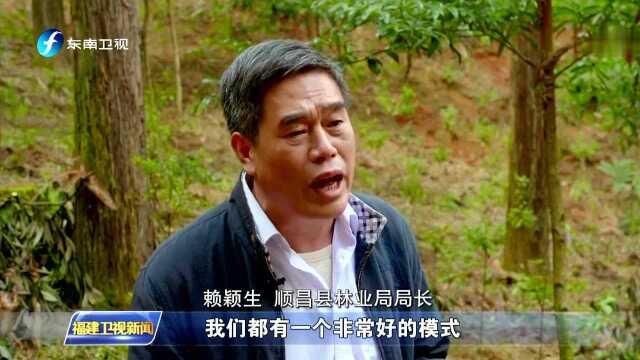 顺昌:集中力量“种大树”林农林场享双赢