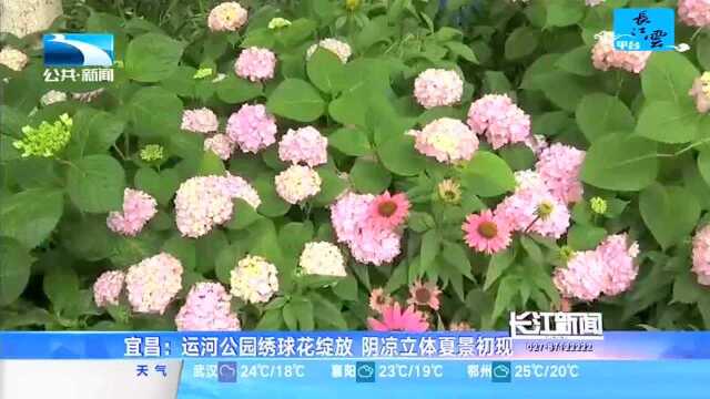 宜昌:运河公园绣球花绽放 阴凉立体夏景初现