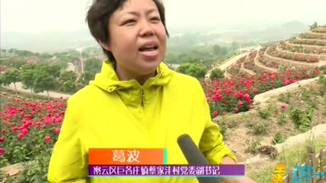 密云蔡家洼漫山皆是月季花海