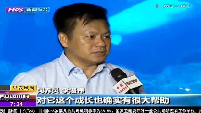 广东珠海:三头白鲸宝宝亮相 将学新技能