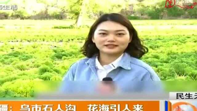 新疆:乌市石人沟 花海引人来