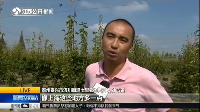 金山银山丰收忙:泰州——晚秋黄梨惹人爱 生态种养效益高