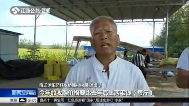 沭阳:丰收的故事——花生结硕果 农民乐开怀