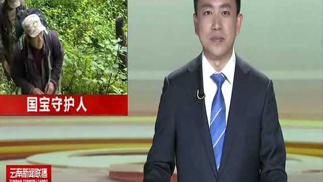 白马雪山国家级自然保护区里的国宝守护人