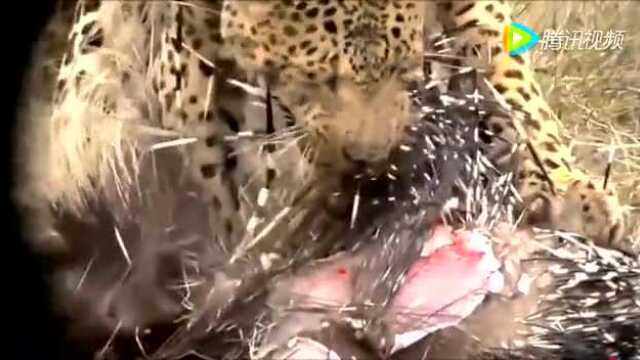 豹子吃豪猪,活活被扎死