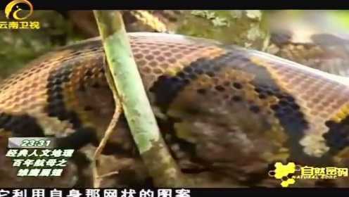 亚太地区十二金刚之一：网纹蟒才是这世界上最大的蛇真恐怖