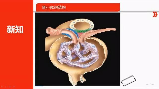微课-肾小体和滤过膜结构_腾讯视频