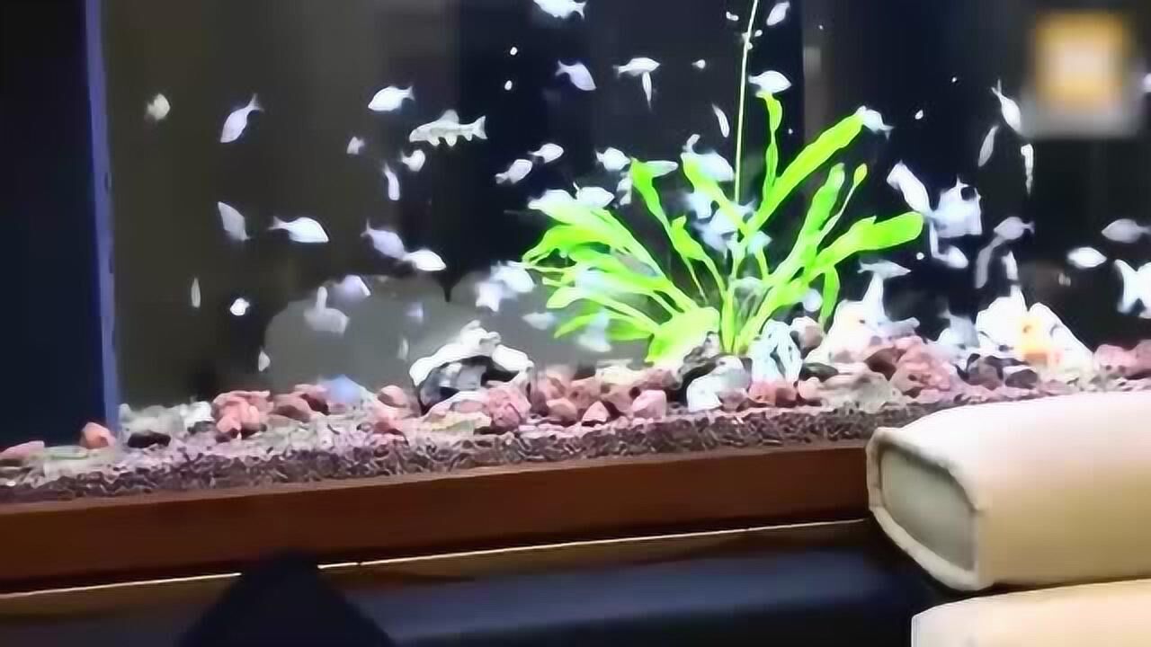 鱼友养的这缸鳑鲏鱼真漂亮很适合女性鱼友饲养超可爱有木有