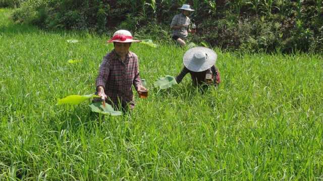 农村大妈自制除草剂,家里几亩地轻松除草!成本仅需几毛钱