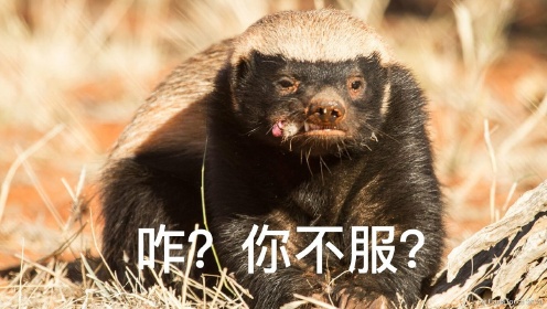 平头哥带你去打架，专治各种不服