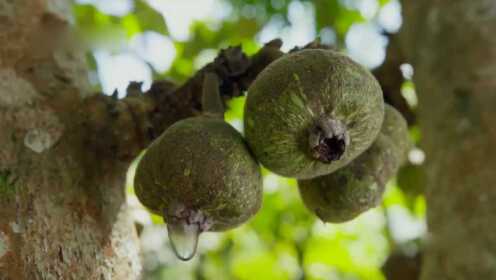 木瓜榕,这种神奇的水果,味道却鲜香无比