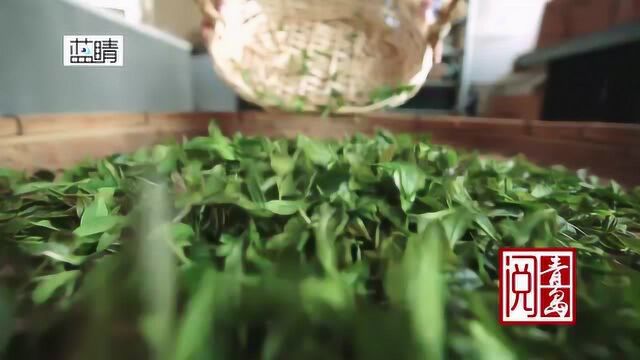 阅青岛丨秋实ⷮŠ海青茶