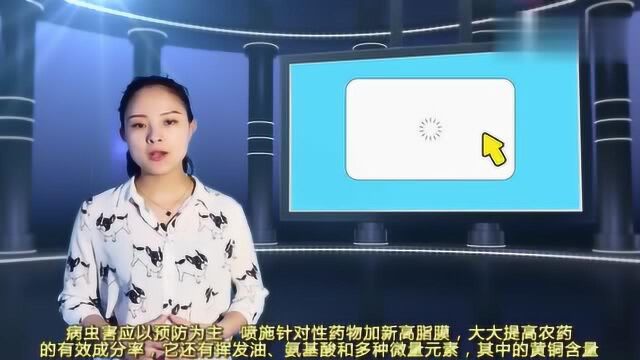 雏菊怎么养护?雏菊的生长习性和种植注意事项你知道吗?