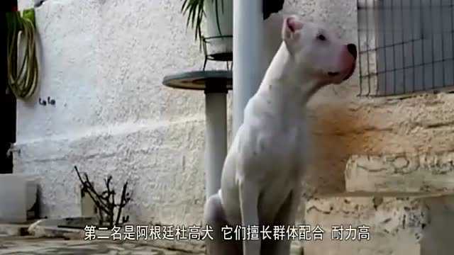 世界十大恶犬排行:中国藏獒竟然才排第五,第一比狮子还凶残