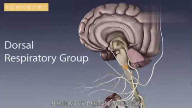 医学3D动画演示:肺牵张反射