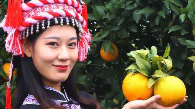 第十五届中国瑶族盘王节暨富川脐橙文化旅游节开幕式!