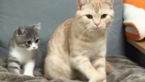 小猫跟着猫妈妈做运动，好可爱 - 腾讯视频