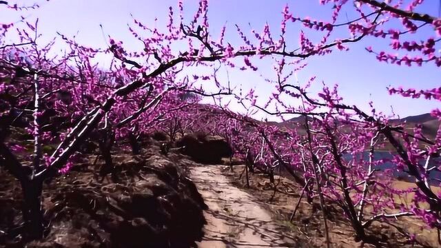 人间四月好风光,山东蒙阴桃花开满山坡