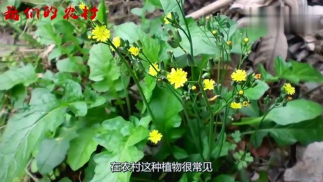 这种草人称“还魂草”,不仅美味,药用价值也很高