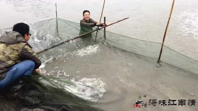 农村干塘捉鱼,发现80000条花骨鱼,这场面不知如何是好