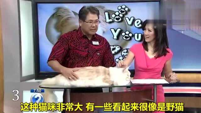 全世界排名前十的最友好猫咪 如果你喜欢乖巧粘人的猫咪