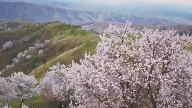 航拍中国:伊犁哈萨克自治州的杏花沟