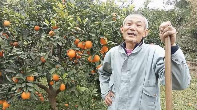 大爷种300棵广柑,每年5千斤烂地里:心痛但是没办法