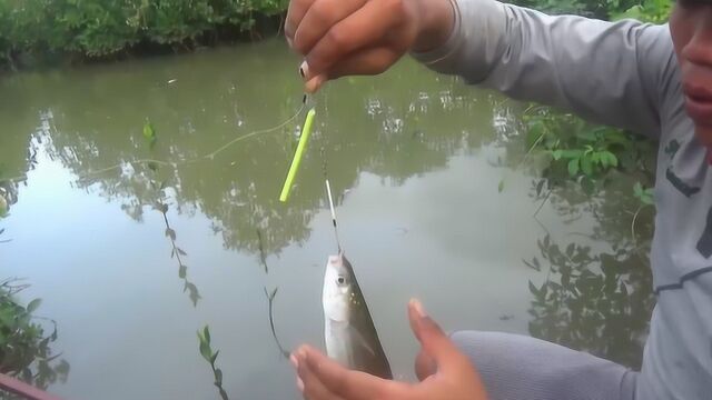 钓鱼:接完电话就开始连口,谁的电话,这么幸运!