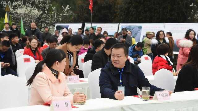 长在岩石上的美丽风景——四川省春风村李花盛开