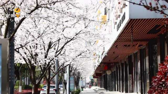 永州城市道路两旁樱花竞相绽放引人醉,仿佛置身诗画世界