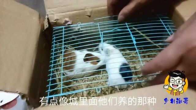 农村小伙网上拍了一对可爱的荷兰猪,花了65元,大家说值吗