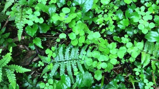 在《中华本草》里,所记载的植物, 对我们很有功效,千万不要错过