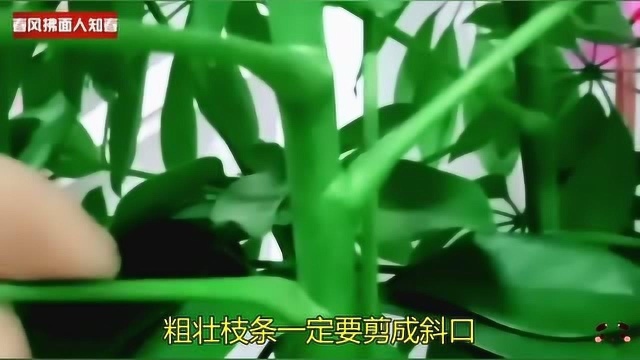 发财树春季如何繁殖?水培扦插至少20天发根,粗壮枝条一定要剪斜口