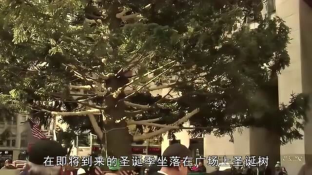 在洛克菲勒广场中心的圣诞树,高达72英尺