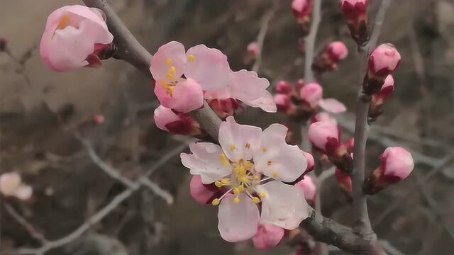 花开新时代——《香遇》大庄科