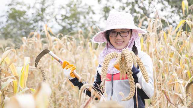 农业短视频:山西长治压塌楼小米